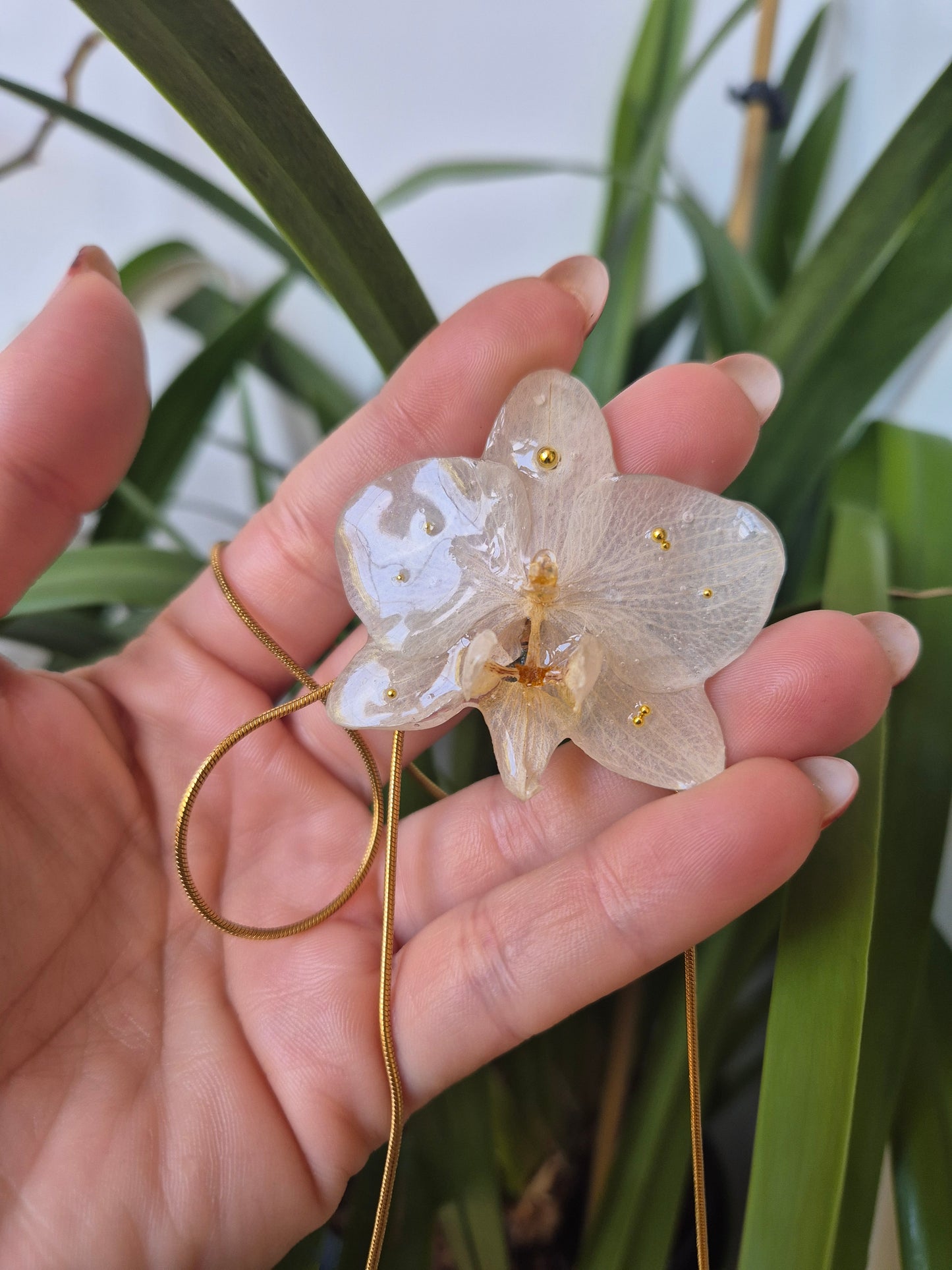 Colgante regulable de orquídea Phalaenopsis