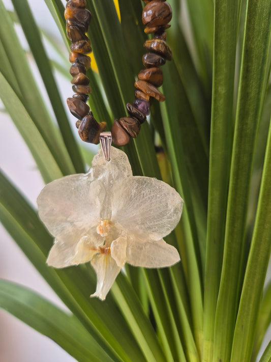 Colgante orquídea  Phalaenopsis