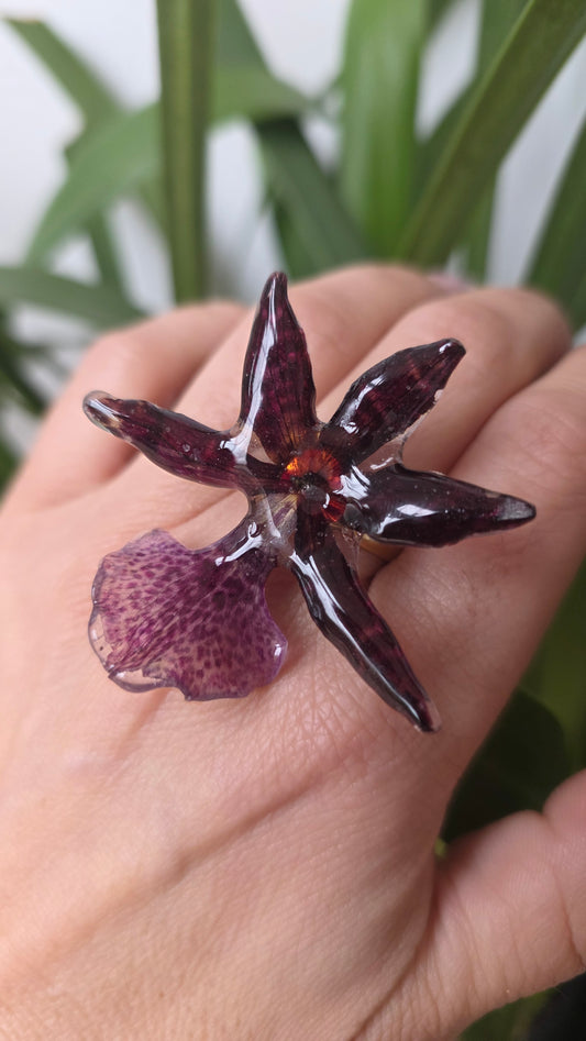 Anillo orquidea Oncidium nubigenum