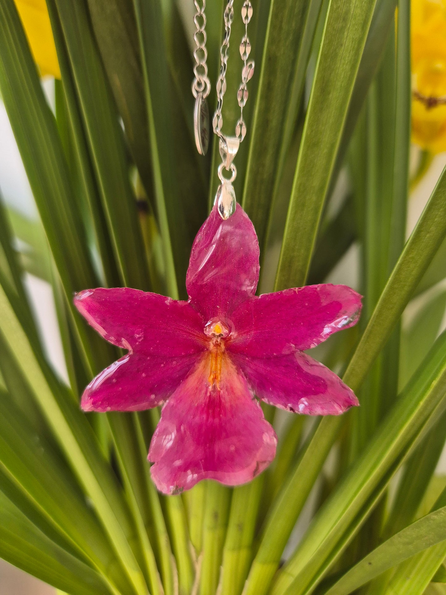 Colgante Orquídea Cambria Fucsia