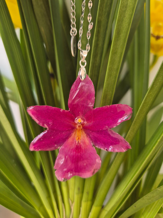 Colgante Orquídea Cambria Fucsia