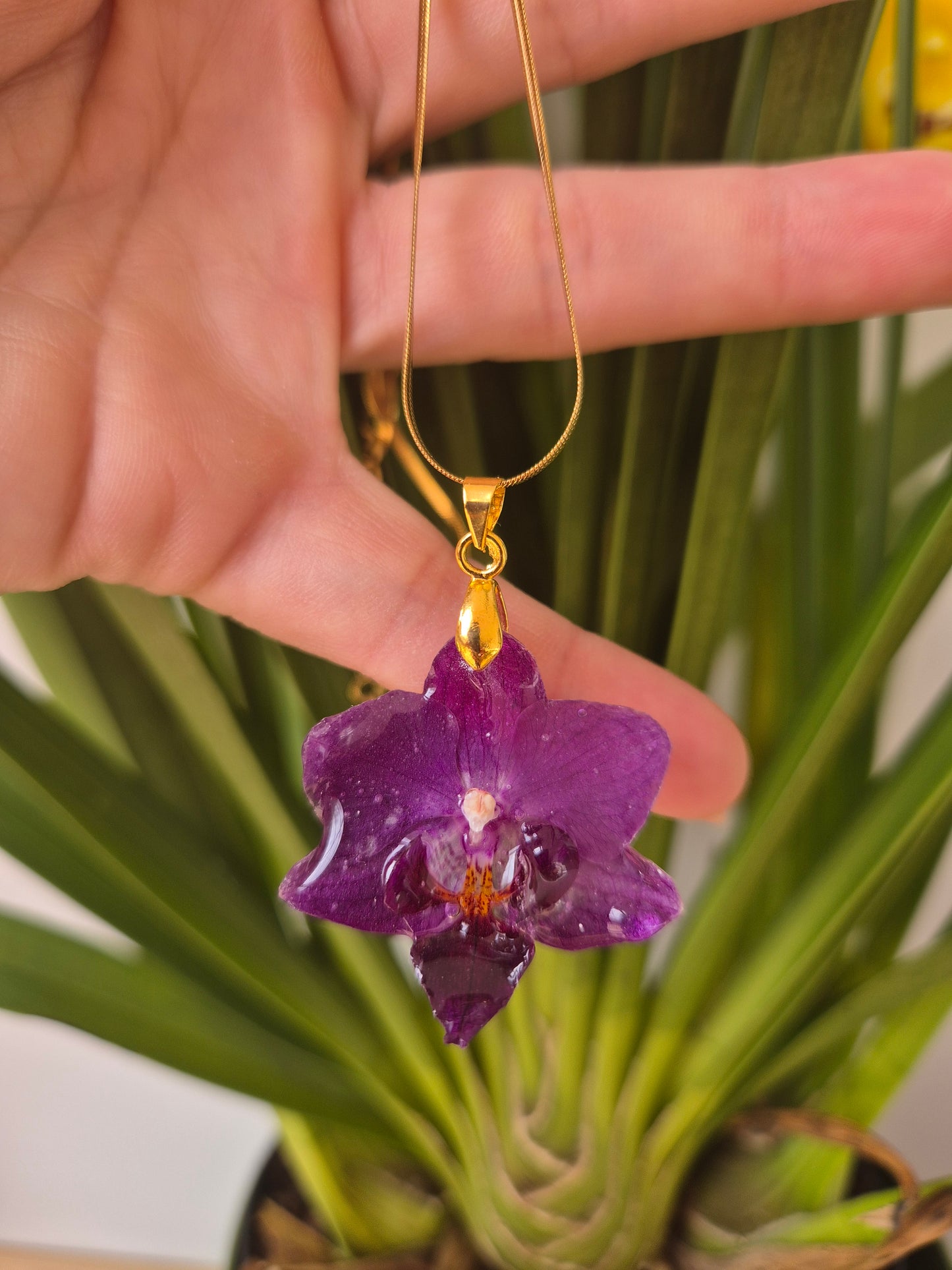 Colgante orquídea Phalaenopsis mini