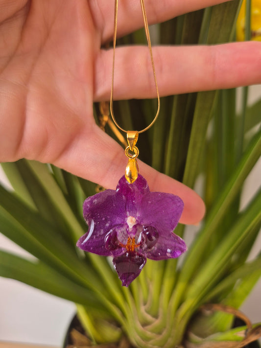 Colgante orquídea Phalaenopsis mini