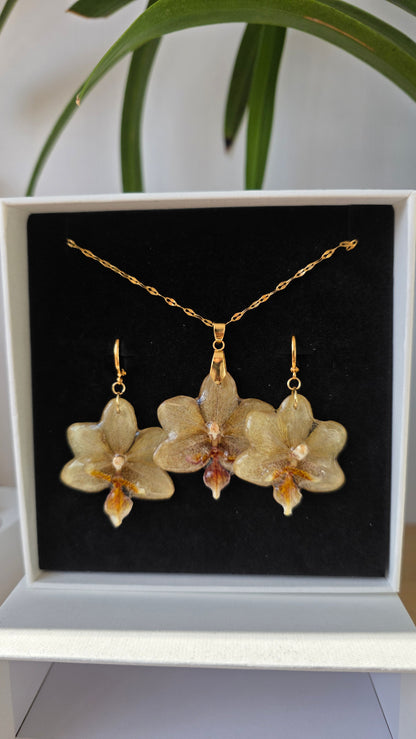 Conjunto orquidea Phalaenopsis