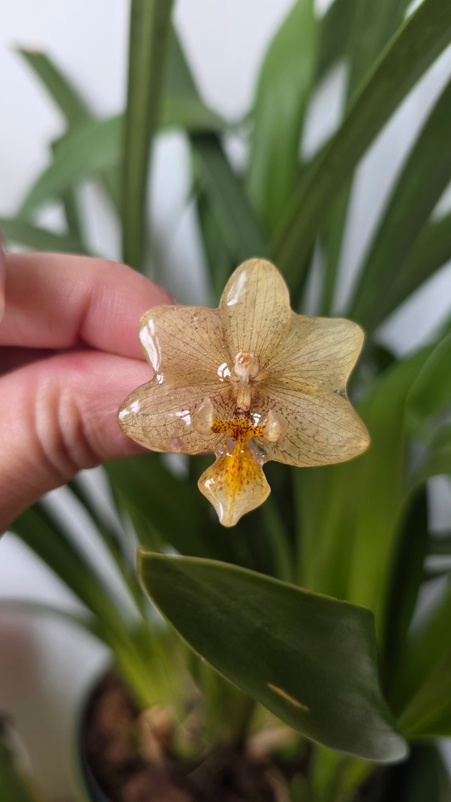 Anillo orquidea amarilla
