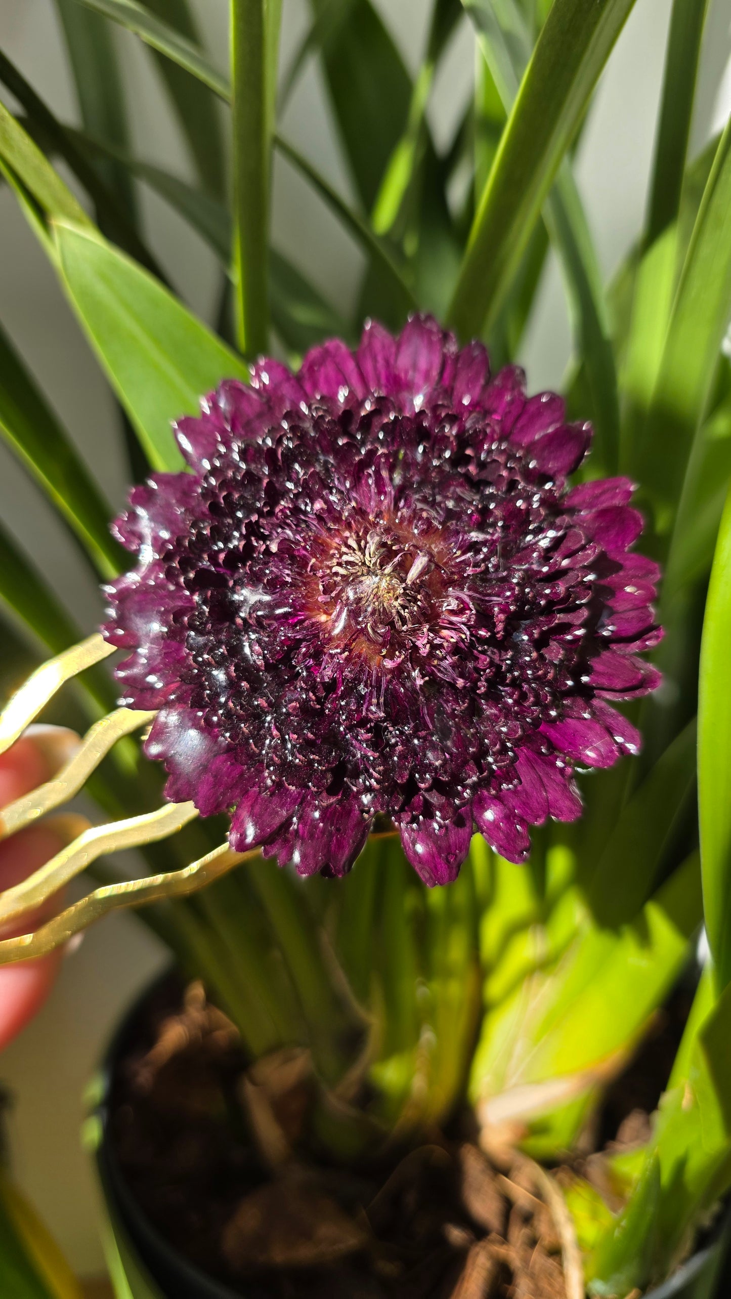 Horquilla de gerbera
