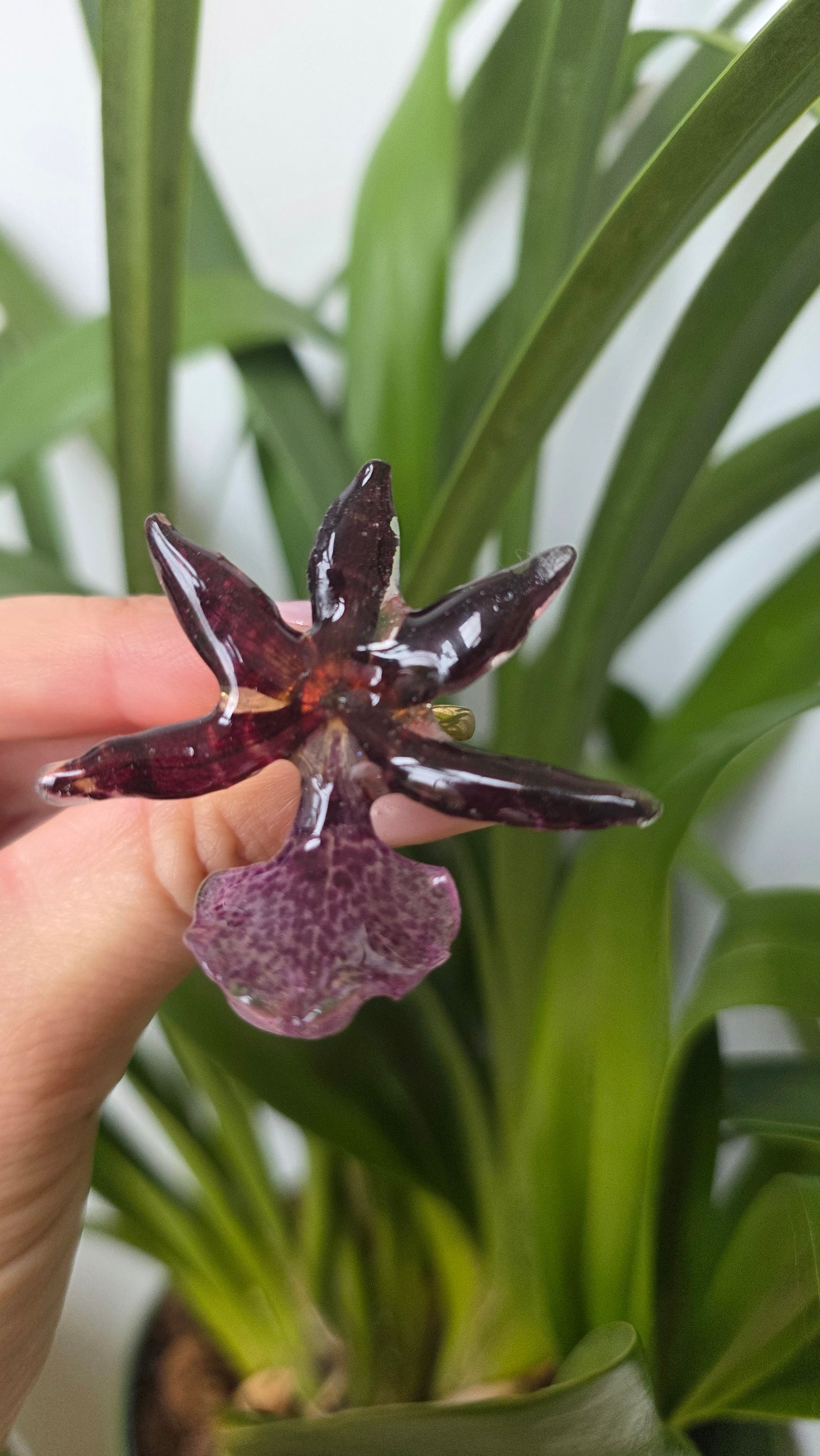 Anillo orquidea Oncidium nubigenum