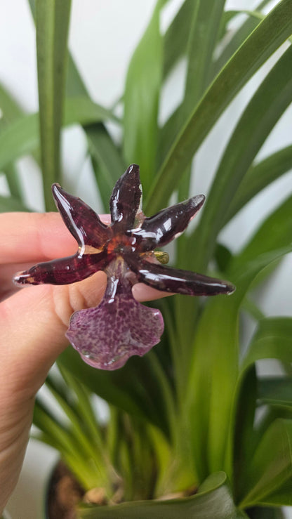 Anillo orquidea Oncidium nubigenum