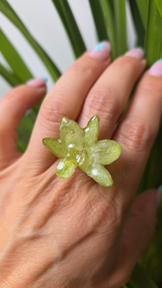 Anillo orquidea verde Dendrobium