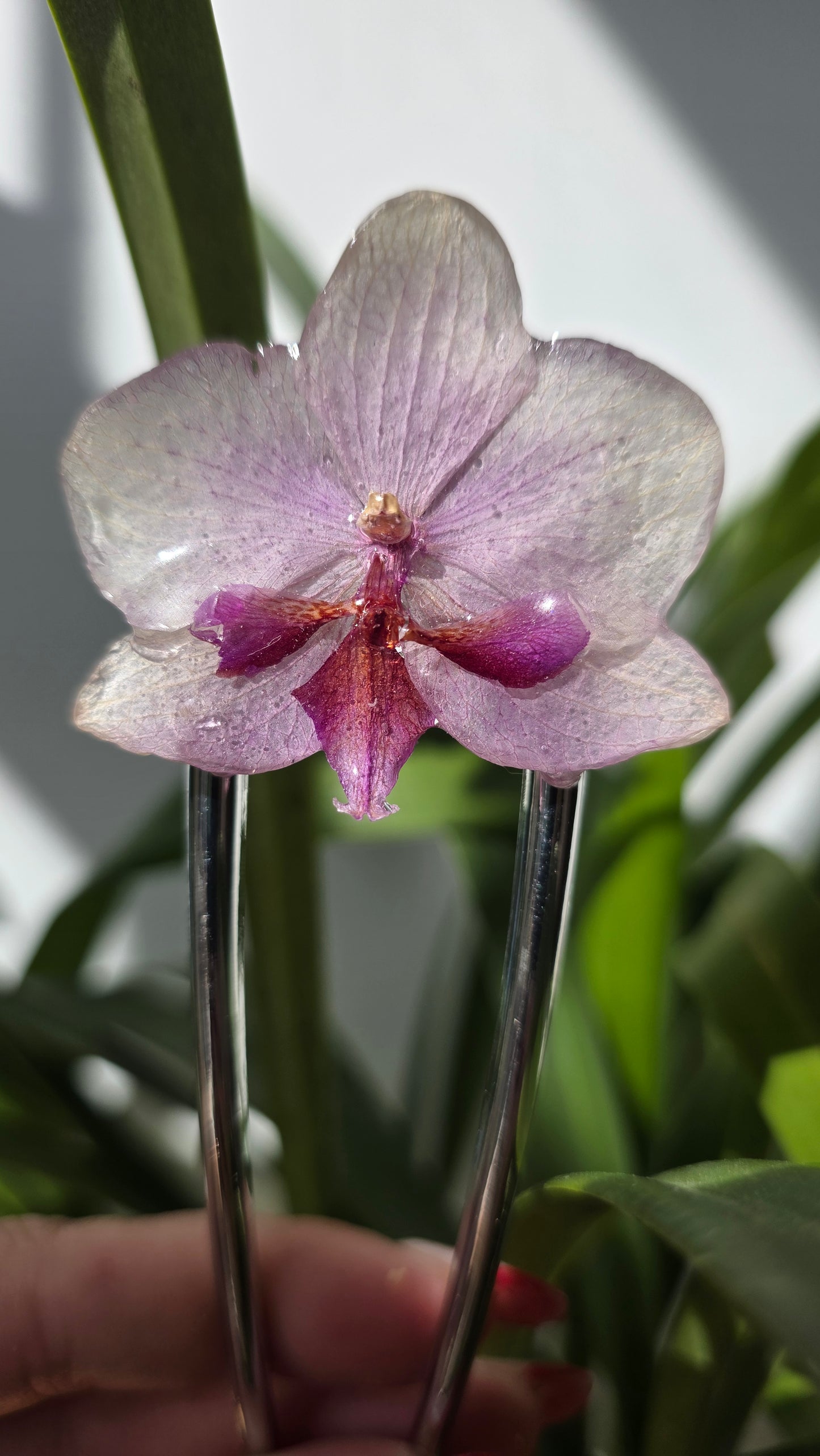 Horquilla de orquidea real