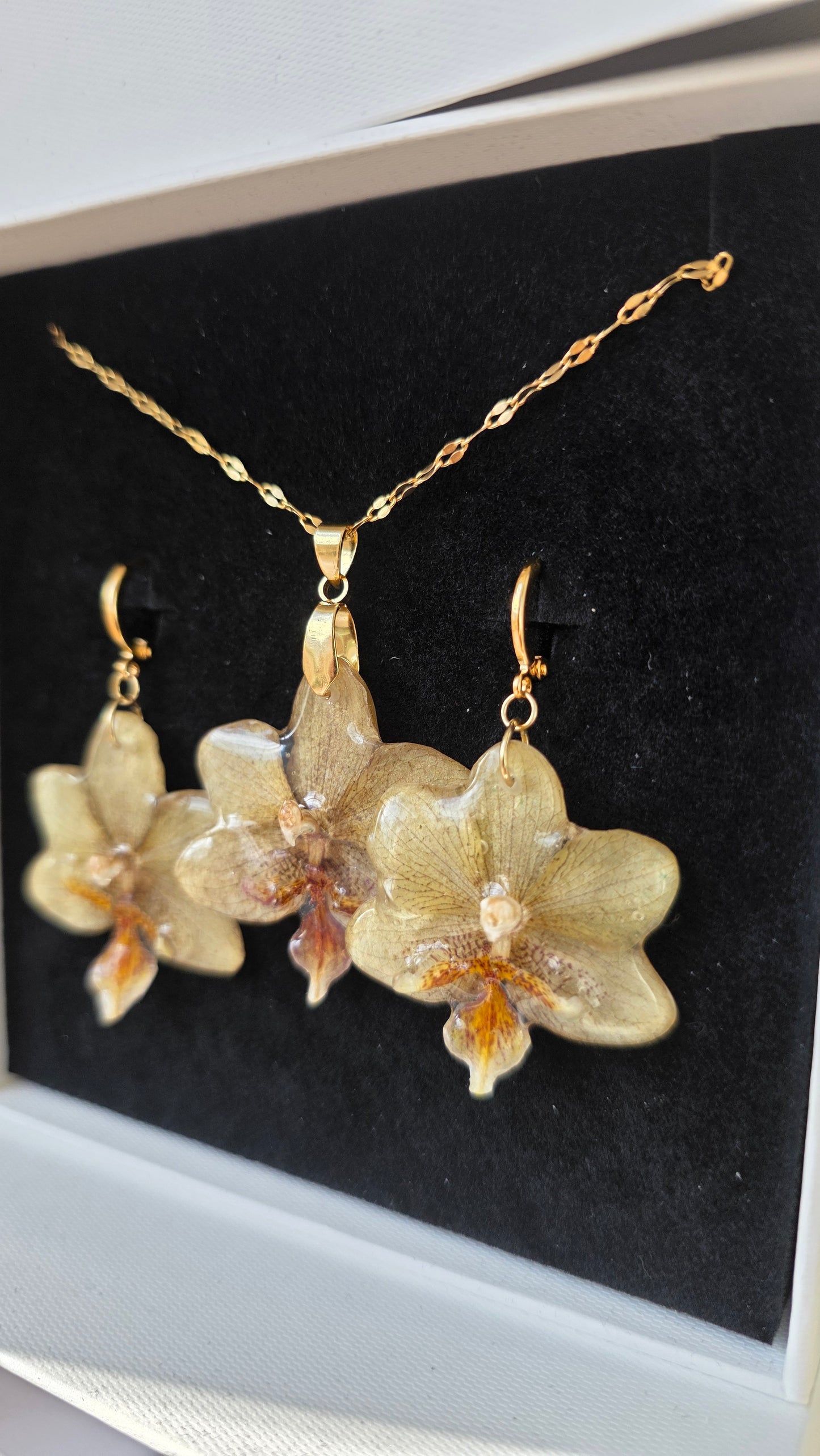 Conjunto orquidea Phalaenopsis