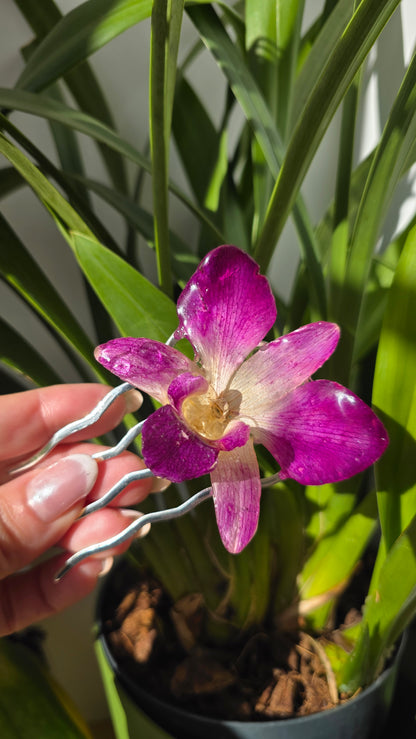 Horquilla de orquidea