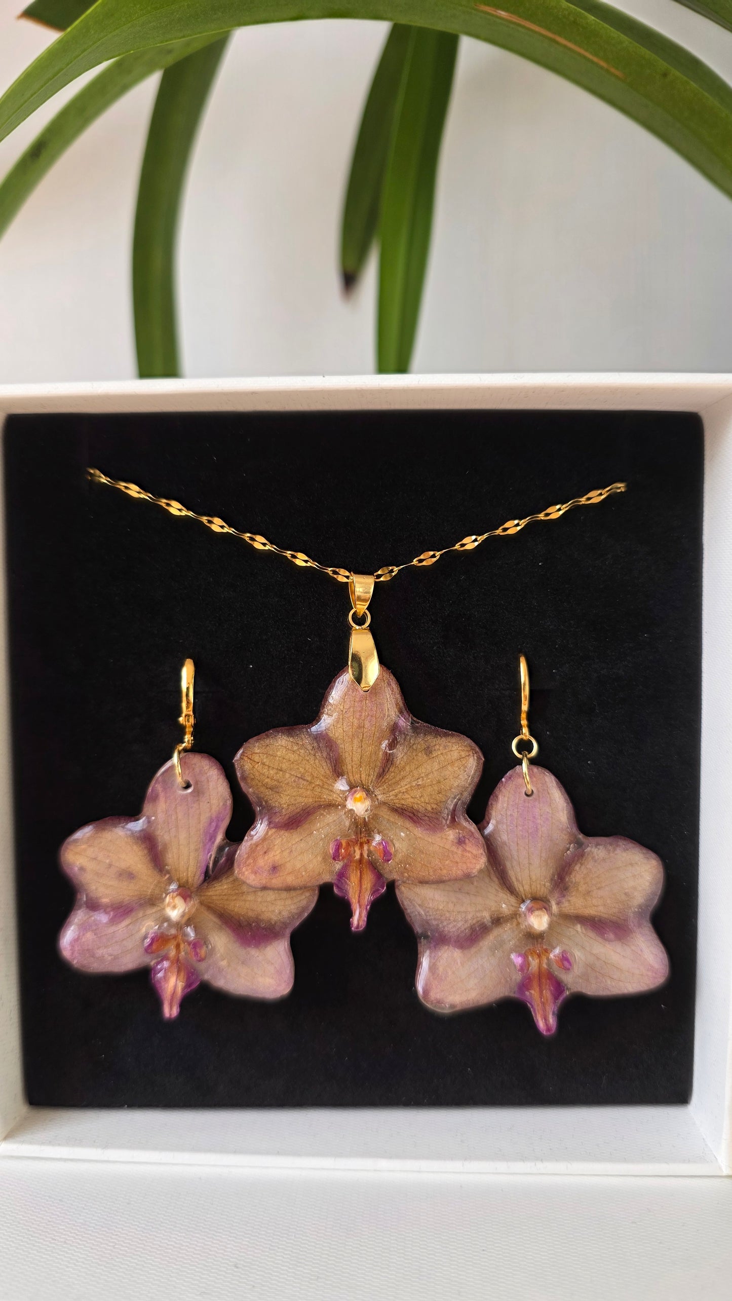 Conjunto orquidea Phalaenopsis