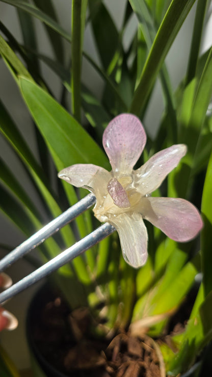 Horquilla de orquidea