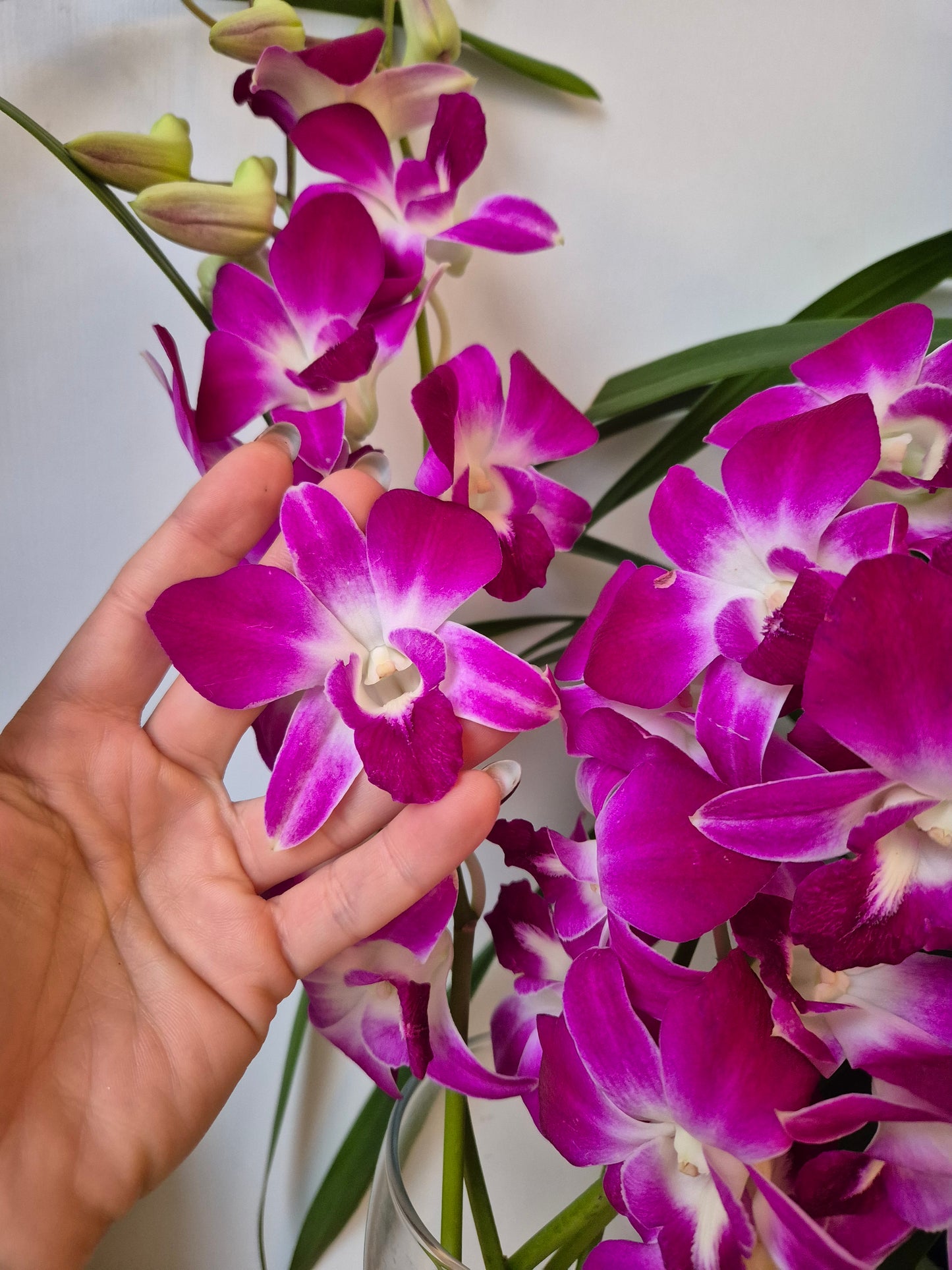 Pendientes petalo Orquidea