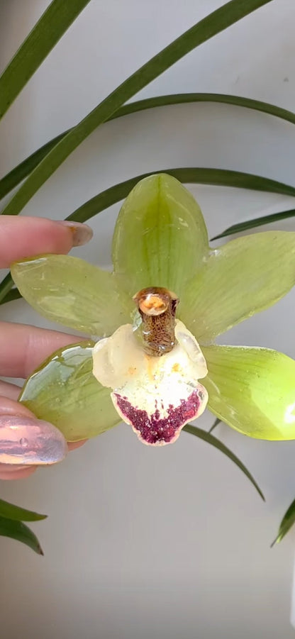 Colgante orquidea Cymbidium verde
