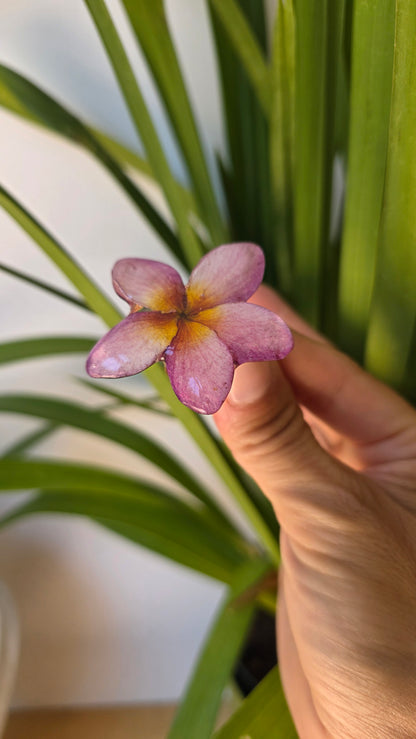 Anillo Plumeria rosa