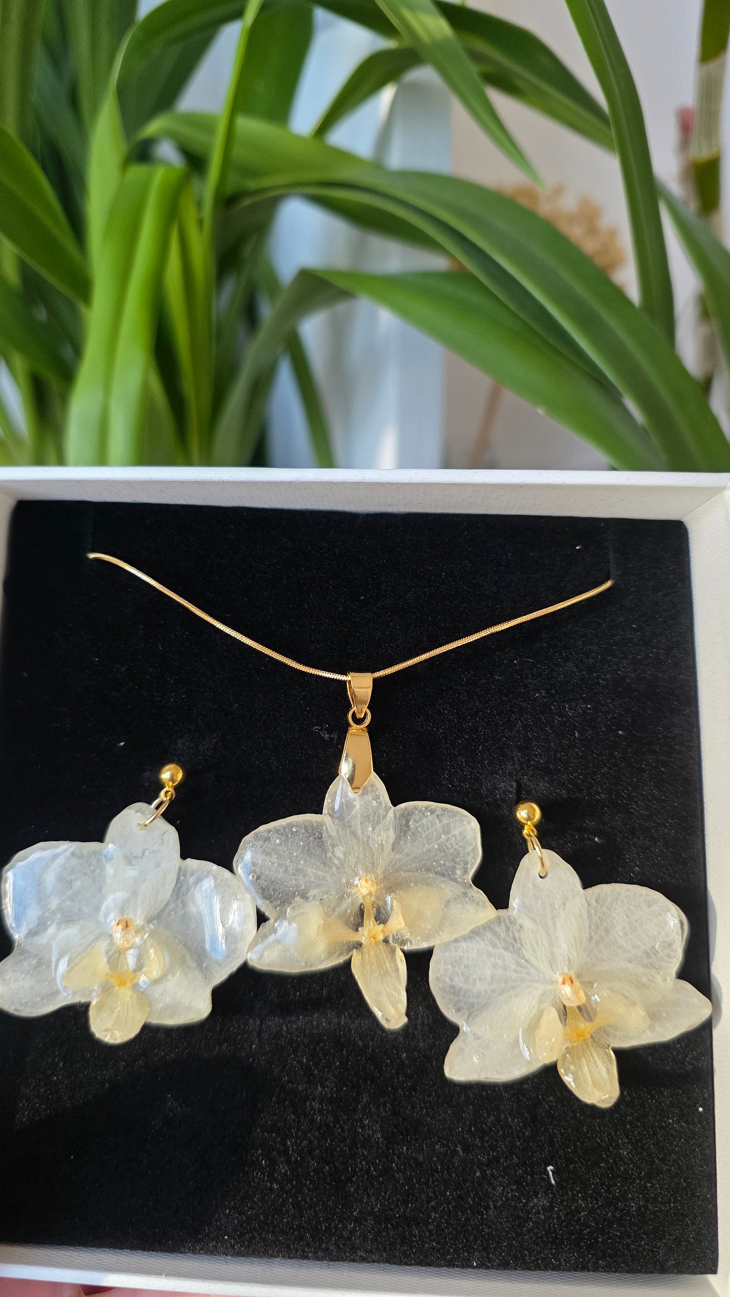 Conjunto orquidea Phalaenopsis