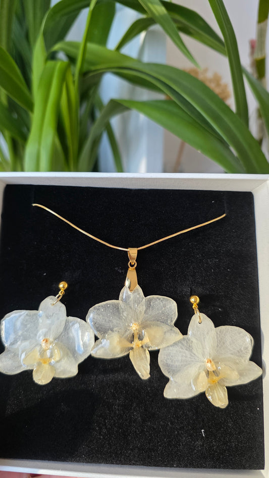 Conjunto orquidea Phalaenopsis
