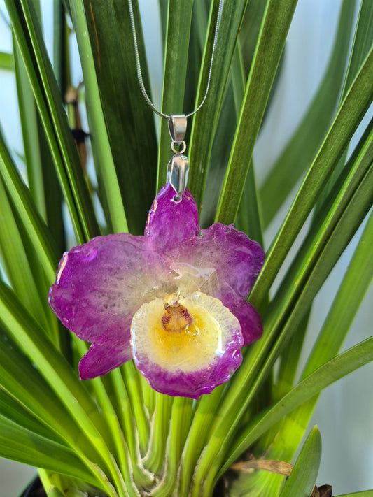 Colgante orquídea  Dendrobium