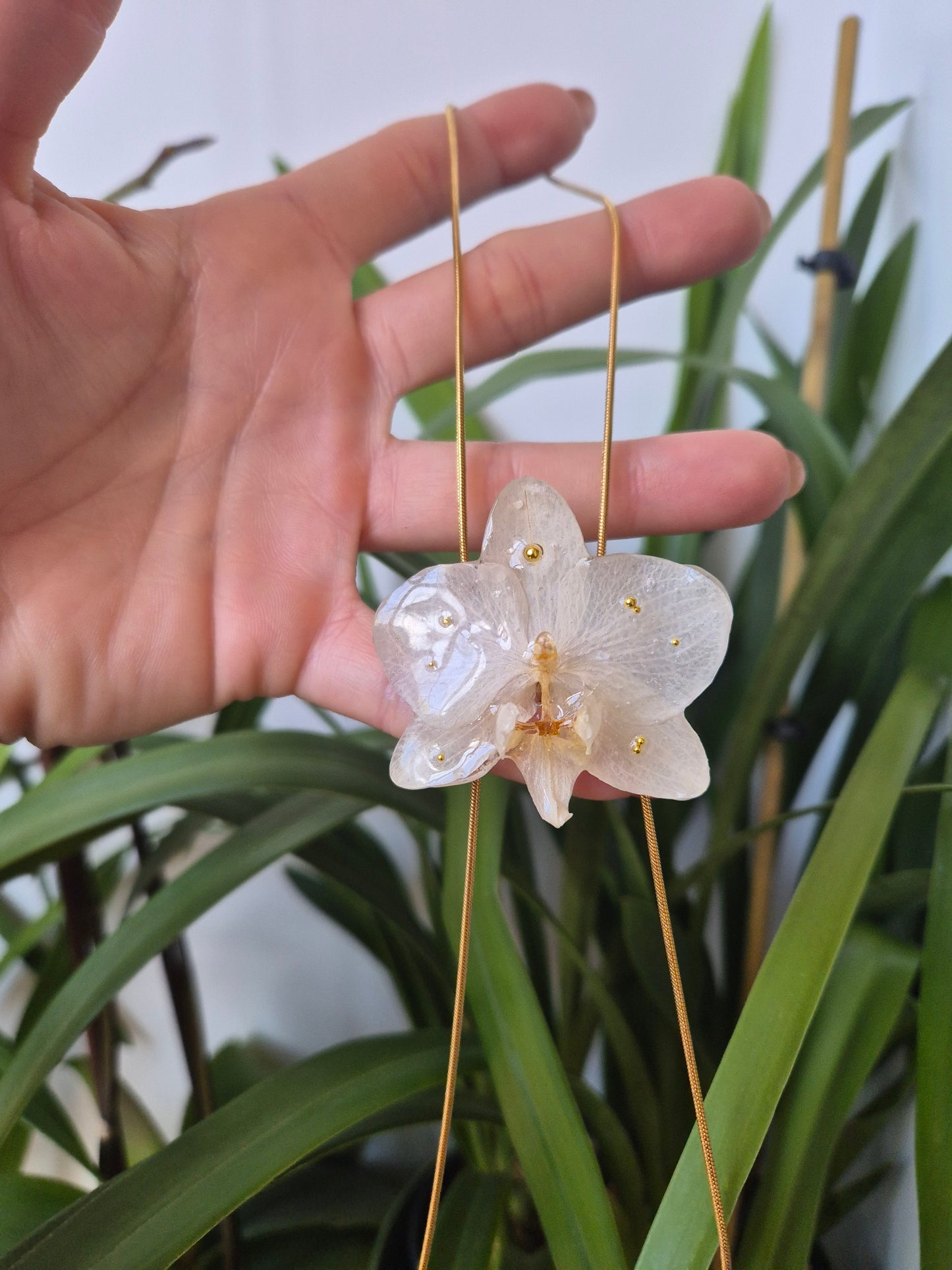 Colgante regulable de orquídea Phalaenopsis