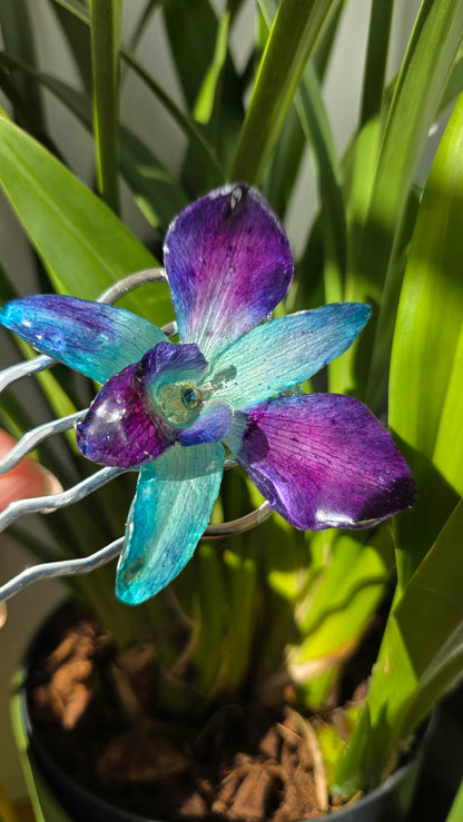 Horquilla de orquidea