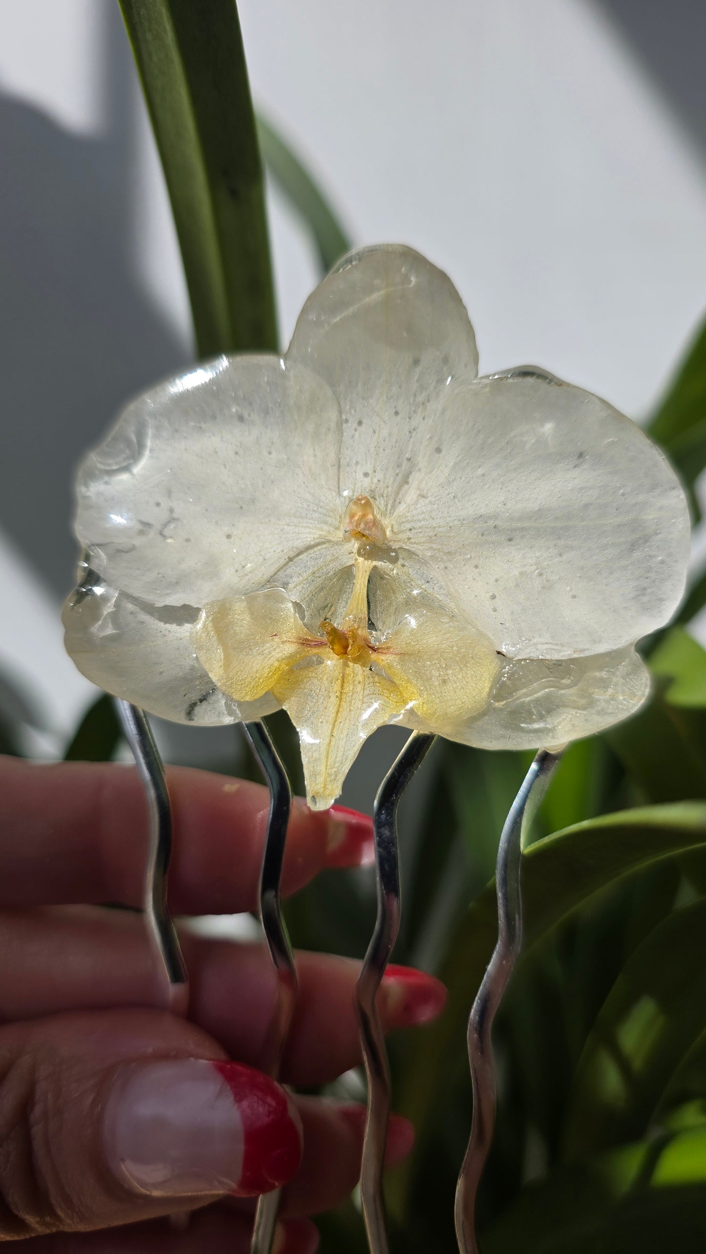 Horquilla de orquidea real