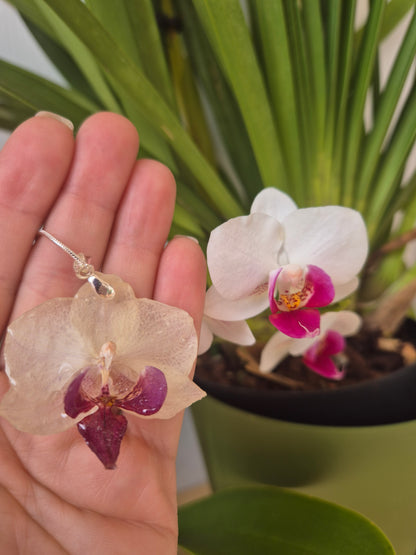 Colgante Orquídea Phalaenopsis Morada
