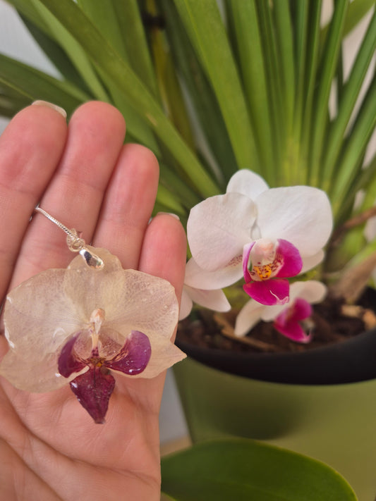 Colgante Orquídea Phalaenopsis Morada