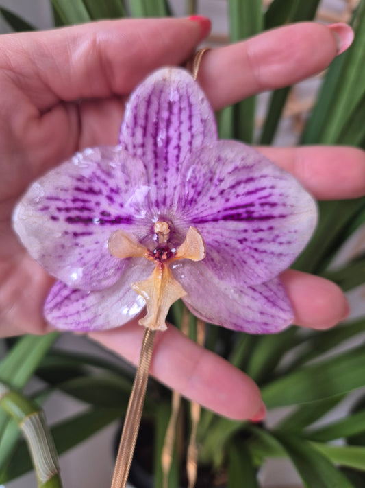 Colgante regulable de orquídea Phalaenopsis