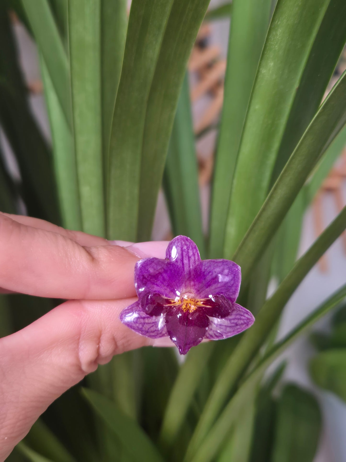Anillo orquidea Phalaenopsis