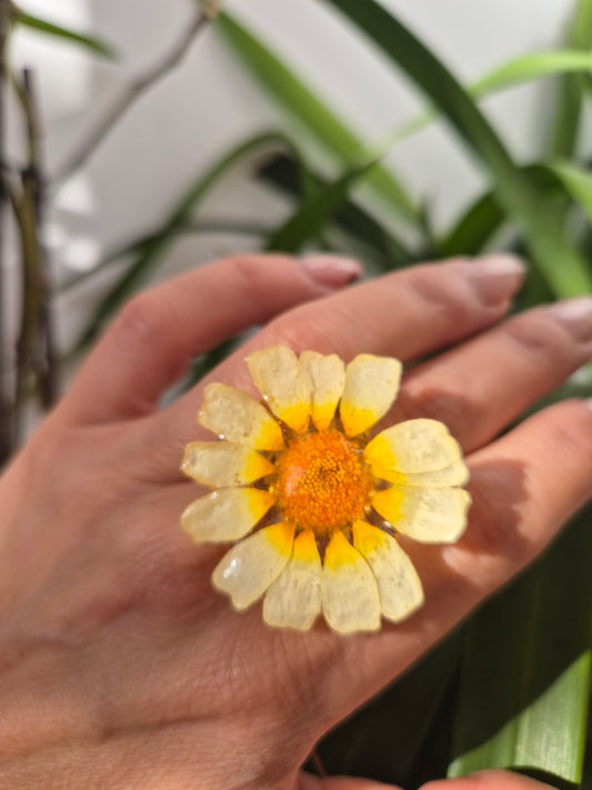 Anillo margartia