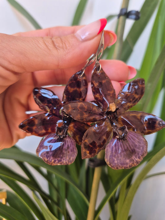 Pendientes orquídea Zygopetalum