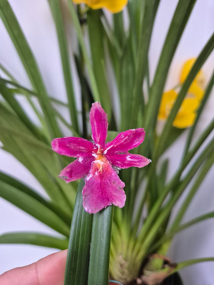 Anillo ajustable orquídea Cymbidium
