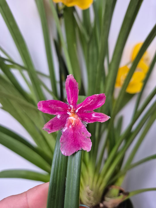 Anillo ajustable orquídea Cymbidium