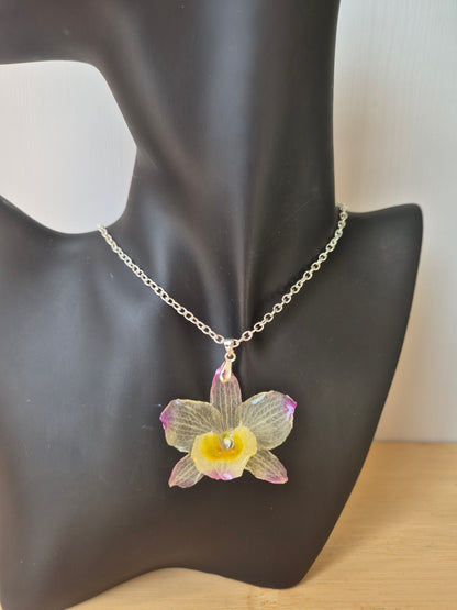 Colgante Orquídea Dendrobium